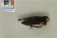 藏品(家燕)的圖片